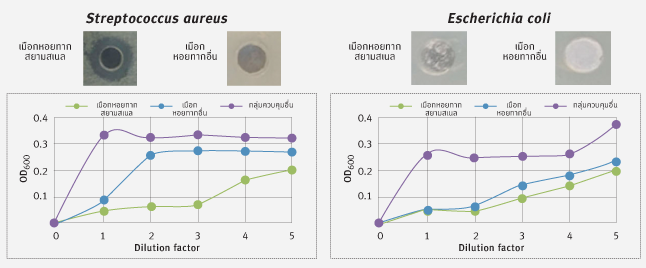 แสดงการต่อต้านเชื้อแบคทีเรียแกรมลบและแกรมบวก ซึ่งแสดงว่าเมือกหอยทากไทยมีคุณสมบัติที่ช่วยฆ่าเชื้อโรคได้หลากหลายชนิด เหมาะอย่างยิ่งกับการช่วยปกป้องผิวของคนเอเชีย