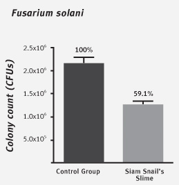 Outstanding antimicrobial property of Hemiplecta Distincta snail breed.