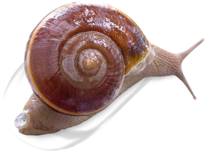 หอยทากเดิน SiamSnail สยามสเนล