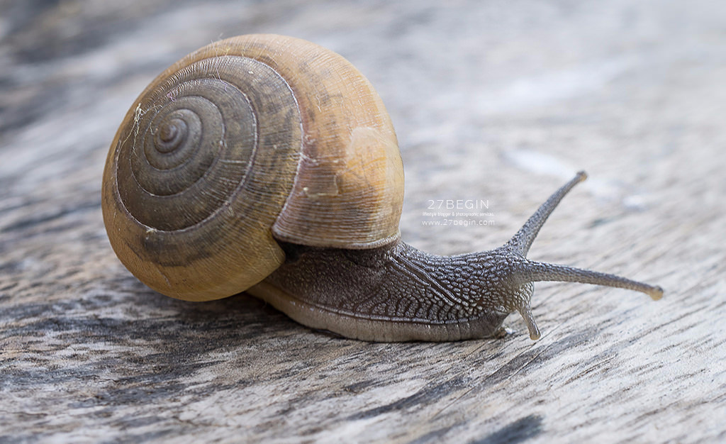 เมือกหอยทากไทย ก้าวไกลสู่สากล กับ Siam Snail Serum (สยาม สเนล เซรั่ม) | สยามสเนล