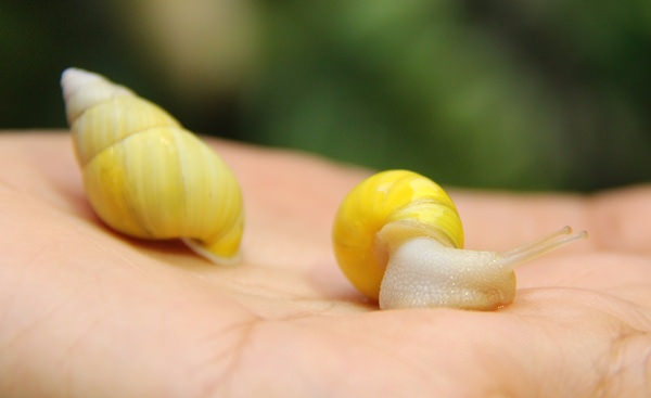 จุฬาฯ เปิดตัว 'หอยบุษราคัม' และ 'หอยนกเหลืองแม่สอด' งดงามมาก | Siam Snail